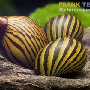 Zebra-Rennschnecke, Neritina natalensis Bestseller
